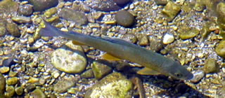 &Auml;esch. Wikimedia Commons, Foto: Christian Mauer 