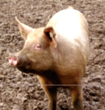 Slachtswien. Bild: Bredehorn J/Pixelio