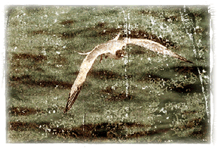 Kleine M&ouml;we, flieg nach Helgoland!