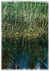 Dat Biotop vun de Trolle