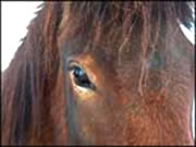 Fotograf: &copy; Wolfgang Hartwig/pixelio