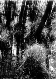 Liernen in de Natuur