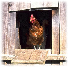 Ik? Op B&ouml;&ouml;m flegen? K&uuml;mmt nich in Fraag!