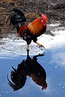 Hahn up'n Mess, Foto Johann Jaritz/Wikimedia Commons