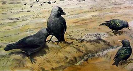 Rabenv&ouml;gel &copy; Schwedische Schulschautafel