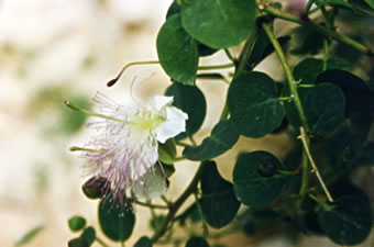 Höpen: Blöht hangen an'n Fels!