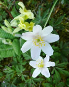 Anemone un Primel