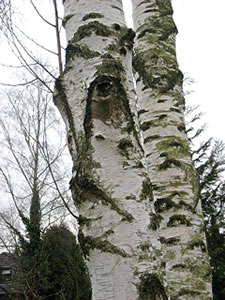 Düsse Barkenboom treckt 'n Flunsch