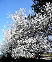 Slehdoorn
