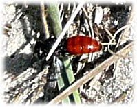 Achtern rood