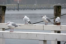 Lachmöwen