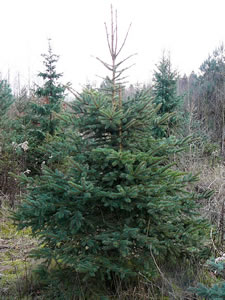 En echte Wiehnachtsboom. Klick op to'n Vergröttern!