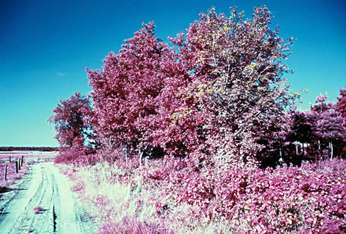 IR-Foto 1: So kennt man dei Landschkup mutz nich wer. — Se köönt dat Bild dör Klick vergröttern! Trügge kaomt Sei wer mit den "Zurück"-Knoop up dei Symbollieste