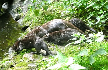 Familie an't Water