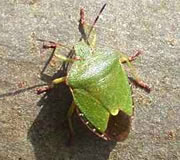 Palomena prasina (Grüne Baumwanze), de Fule Greet in ehr gröön Kleed. Foto: Jürgen Peters 