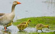 Ik heff ok min Enkel to Gast!