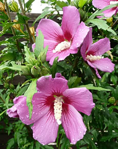 Hibiscus