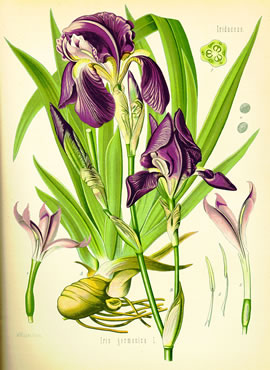 Iris