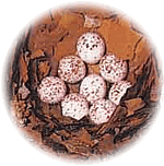 Klever-Eier