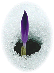 Krokus