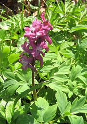 Lerchensporn