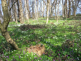 Wooldborrn mit Lerchensporn un Anemonen