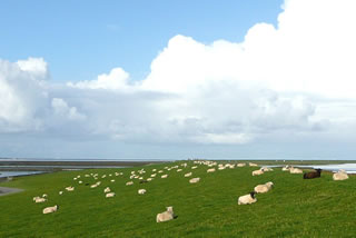 Rasenmeihers (mööt mal wedderkaun, hebbt dorwegen Paus)