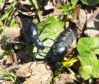 Flirt bi Maiworms. -- Klick op to'n Vergröttern!