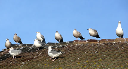 Jümmers op'n Kivief!