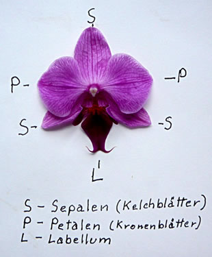 Verklaarn vun de Orchideen-Blööt. -- Klick op to'n Vergröttern!