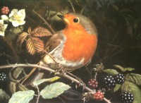 Rotkehlchen in't Slaraffenland