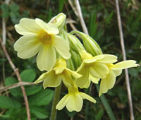Sloetelbloom