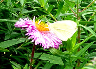Ketelböter (Kohlweißling)