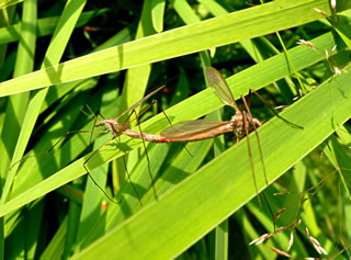 Snakensex in'n Sünnschien