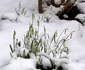 Sneeklocken in'n Snee