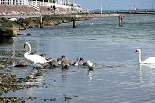 Gruppenbild mit Möwe