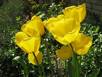 Geele Tulpen