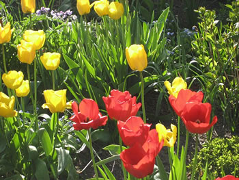 Bunte Tulpen