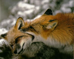 Wenn sies beginnen, so ziehn den kürzern die übrigen Tiere, / An der Kehle fühlt sie der Gegner und zappelt nicht lange: / Das ist Reinekens Art und Spiel! (Goethe, "Reineke Fuchs", 7.Gesang)