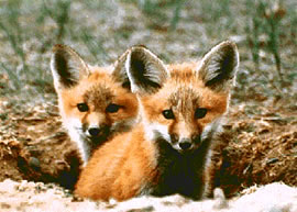 ...es stehn ihm die Zähne so artig ums Mäulchen, ich hoff, er / Wird der leibhaftige Vater; und hier ist Rossel, das Schelmchen, /  Der mir ebenso lieb ist. (Goethe, "Reineke Fuchs", 3.Gesang)