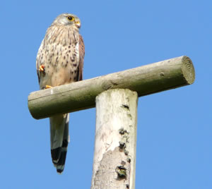 Falke op de Luur. -- Klick op to'n Vergröttern!