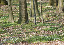 Wooldborrn