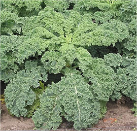Gröönkohl in'n Goorn. Foto: Curly kale/Wikimedia Commons